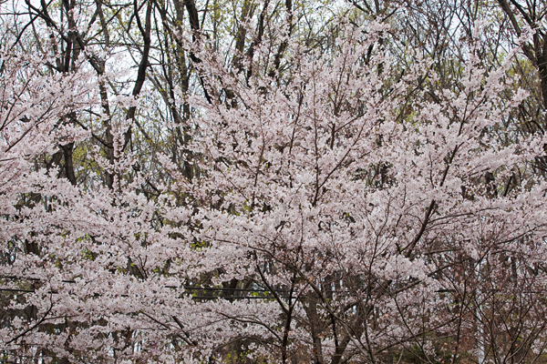 frame