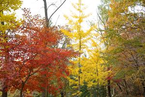  평강동산의 단풍
