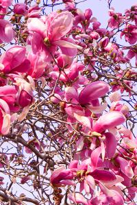 2011년 4월 평강의 봄