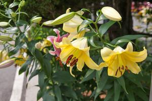  주일 교회 둘러보기