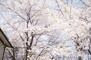   교회 둘러보기(평강의 봄)