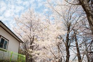   교회 둘러보기(평강의 봄)