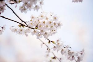   교회 둘러보기(평강의 봄)