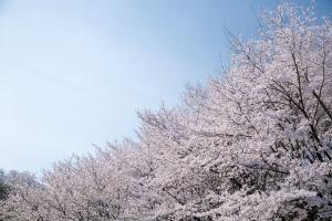  주일 봄 둘러보기